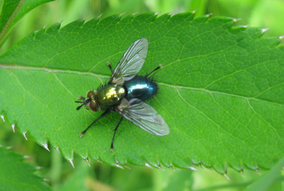 Chrysosomopsis aurata M (Tachinidae)